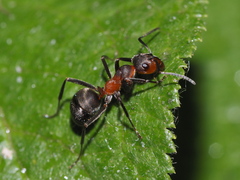 Formica pratensis