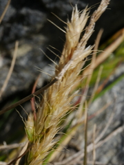 Trisetum arduanum