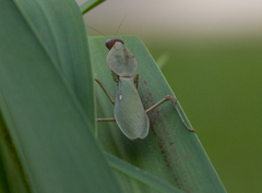 Rhombodera valida