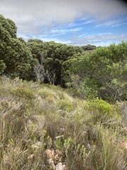 Eucalyptus conferruminata
