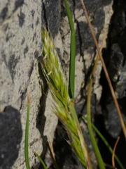Trisetum arduanum