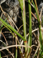 Trisetum arduanum