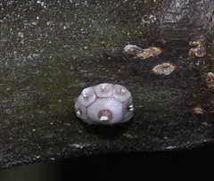 Ceroplastes rusci