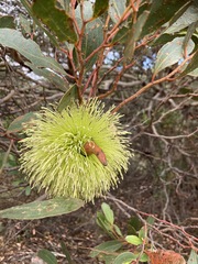 Eucalyptus conferruminata