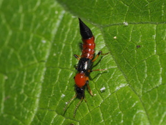 Paederus riparius