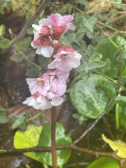 Bergenia crassifolia