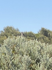 Anthus australis