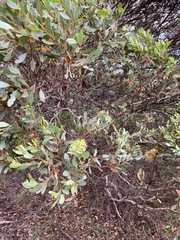 Eucalyptus conferruminata