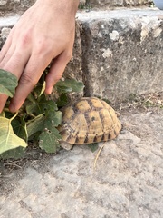 Testudo graeca