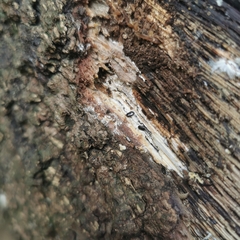 Histeridae