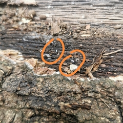 Histeridae