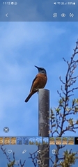 Monticola rupestris