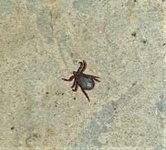 Rhipicephalus sanguineus