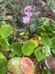 Bergenia crassifolia