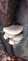 Pleurotus ostreatus