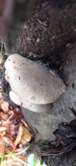 Pleurotus ostreatus