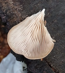 Pleurotus ostreatus