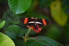 Heliconius melpomene rosina