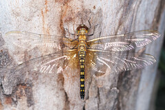 Hydrobasileus brevistylus