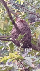 Crematogaster rogenhoferi