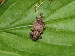Mesagroicus piliferus