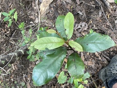 Beilschmiedia tarairi