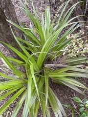Astelia hastata