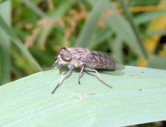 Tabanus autumnalis