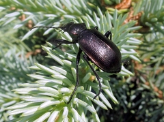 Calosoma inquisitor