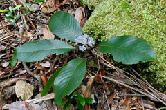 Psychotria leratii