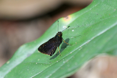 Eprius veleda