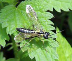 Tenthredo mesomela