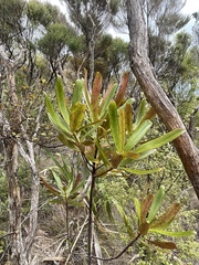Myrsine salicina