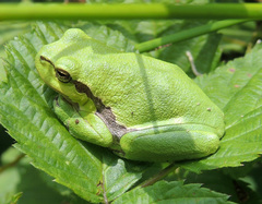 Hyla arborea