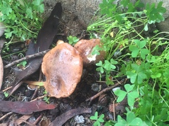 Tricholoma fracticum