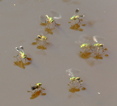 Poecilobothrus nobilitatus