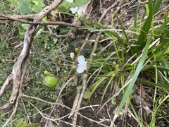 Libertia