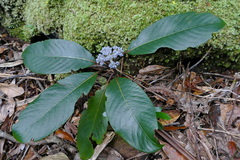 Psychotria leratii