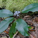 Psychotria leratii - Photo (c) benoit_henry, some rights reserved (CC BY-NC)