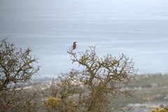 Cercotrichas coryphoeus