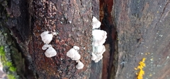 Schizophyllum commune