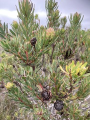 Leucadendron modestum