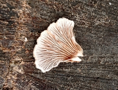 Schizophyllum commune