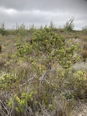 Leucadendron modestum