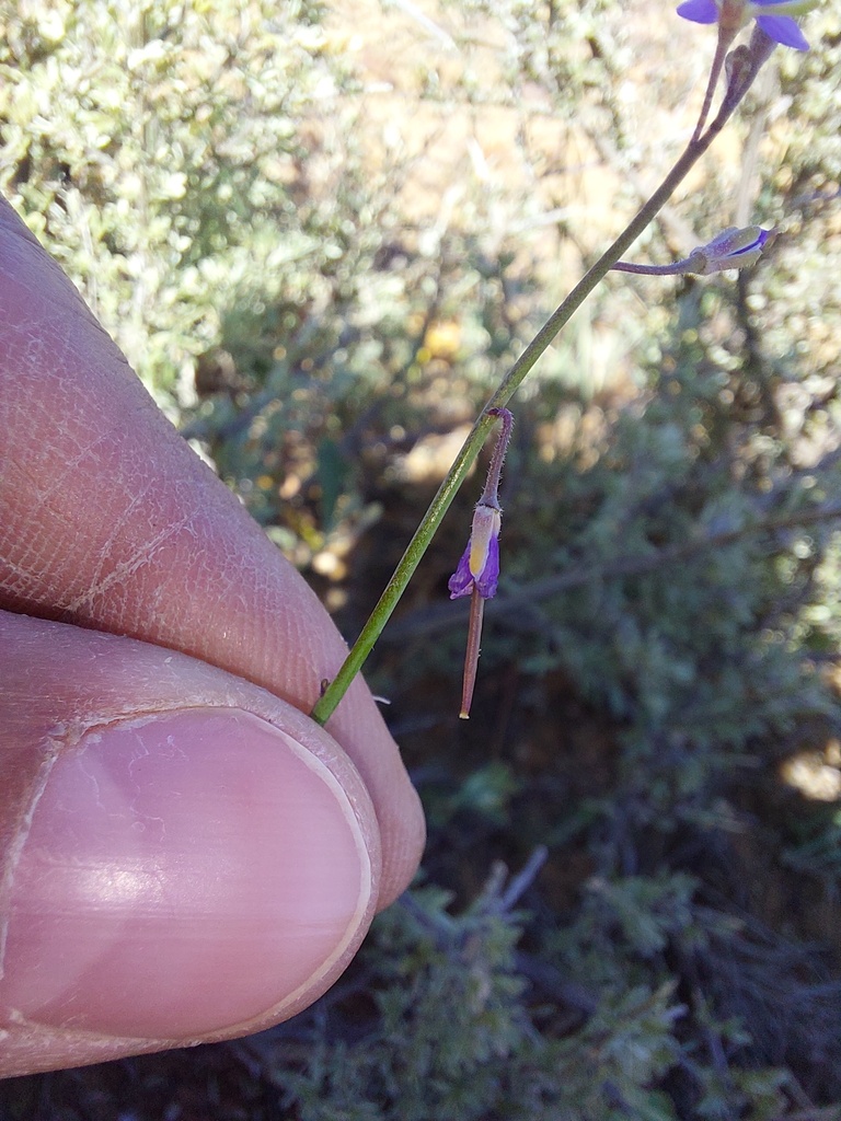 Heliophila decurva