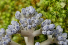 Psychotria leratii