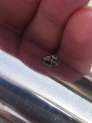 Thyene imperialis