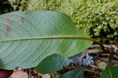 Psychotria leratii