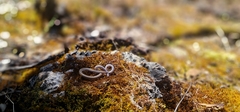 Aprasia striolata