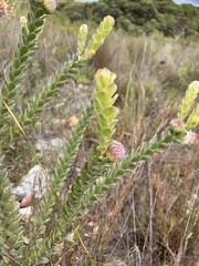 Leucospermum truncatulum